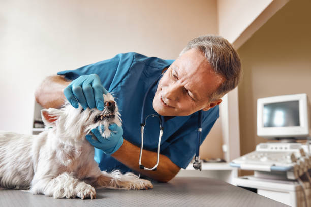 Best Walk-In Emergency Dentist in Center Moriches, NY